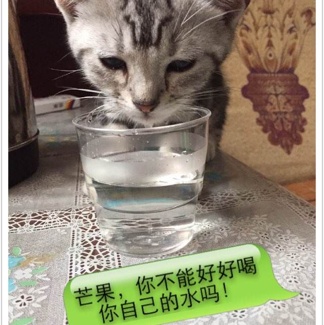 定制高仿缅甸身份证